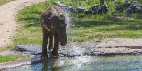 Detail Asian Elephant Image Nomer 31