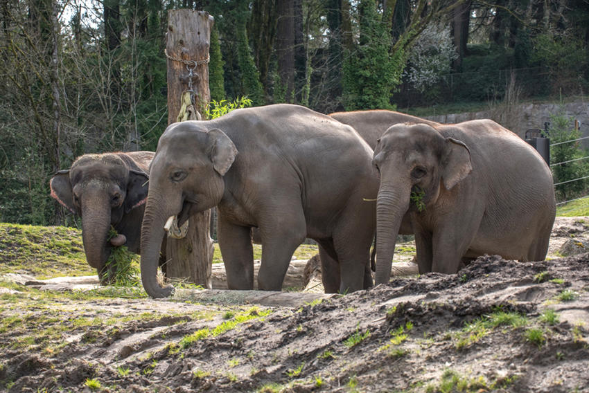 Detail Asian Elephant Image Nomer 36