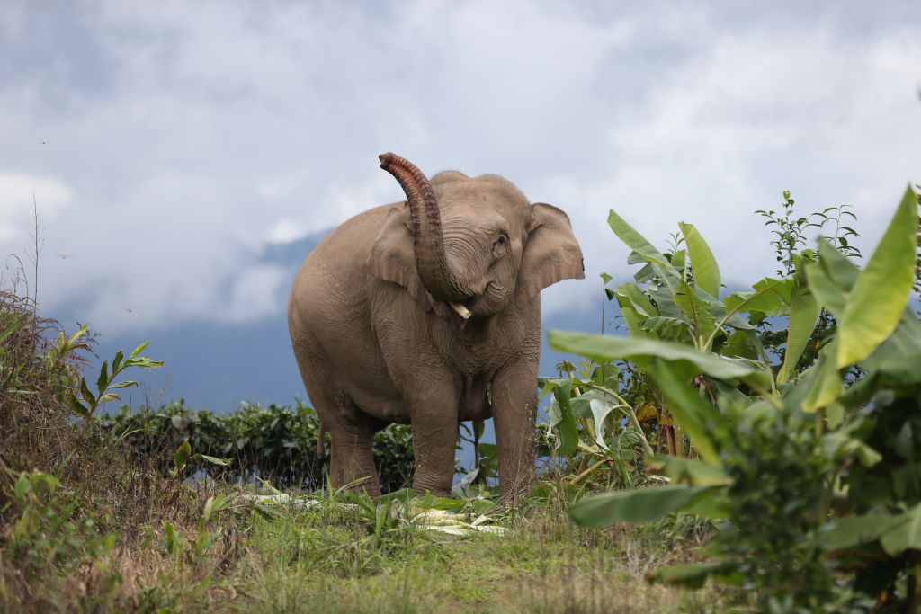 Detail Asian Elephant Image Nomer 37