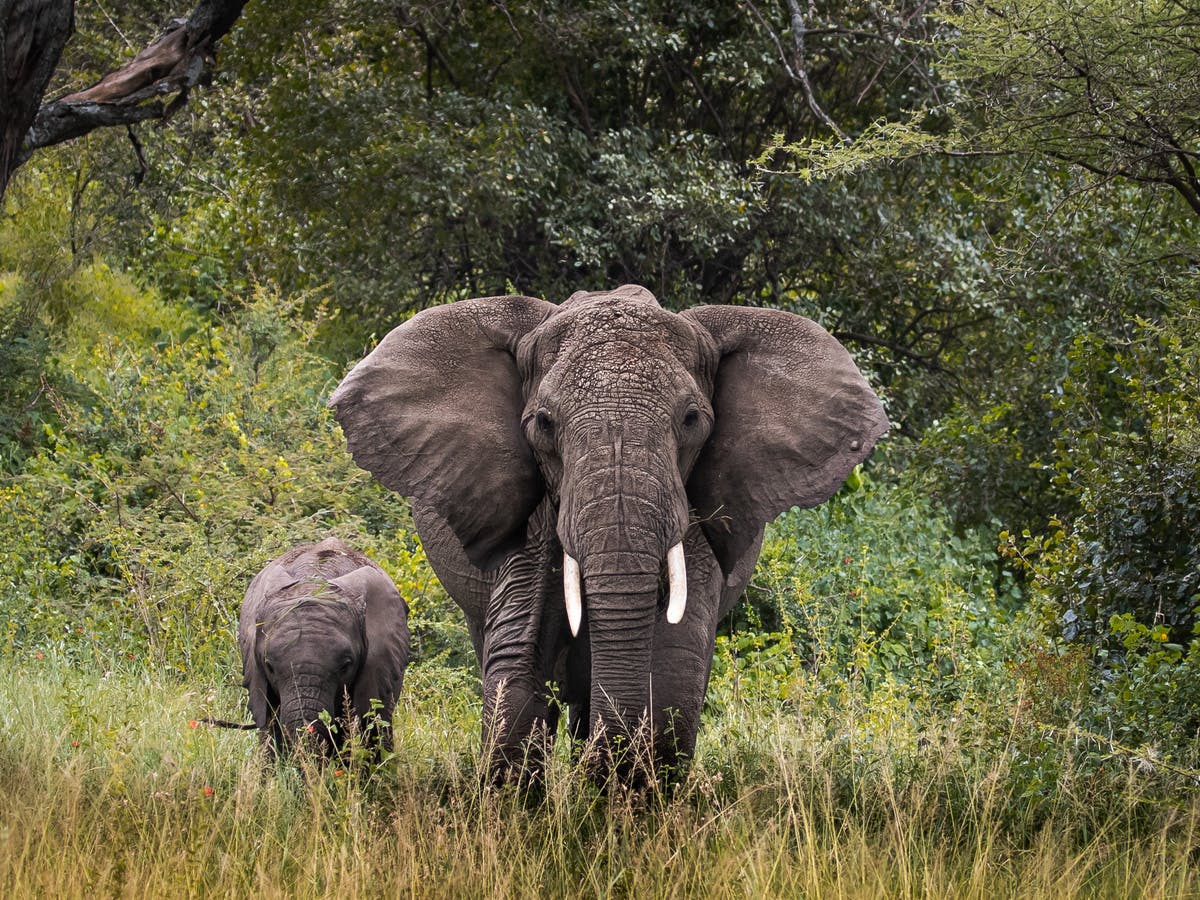 Detail Asian Elephant Image Nomer 39