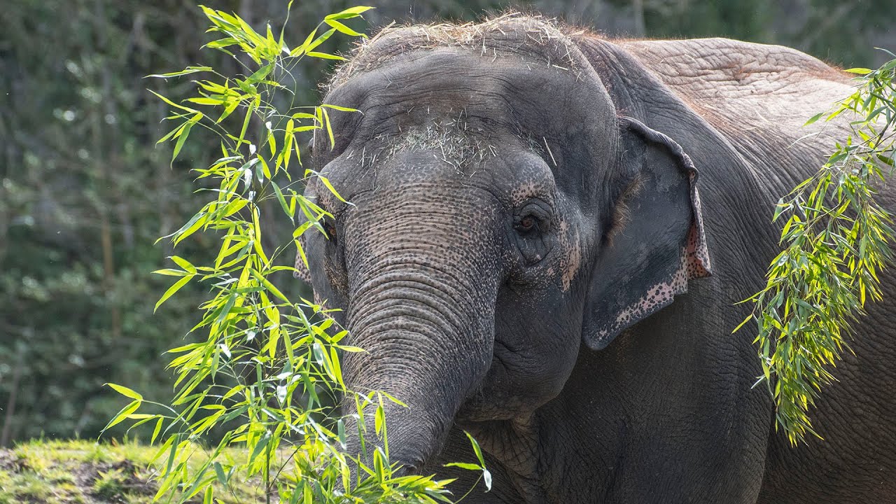 Detail Asian Elephant Image Nomer 6