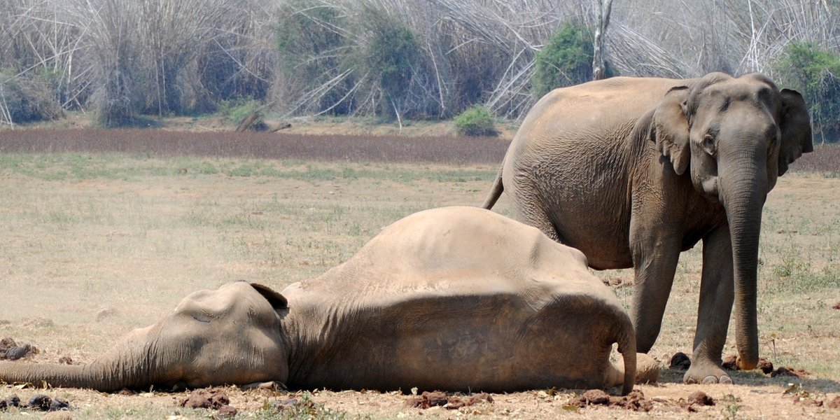 Detail Asian Elephant Image Nomer 49