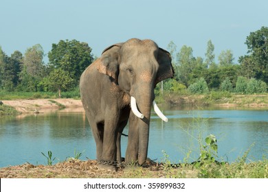 Detail Asian Elephant Image Nomer 53