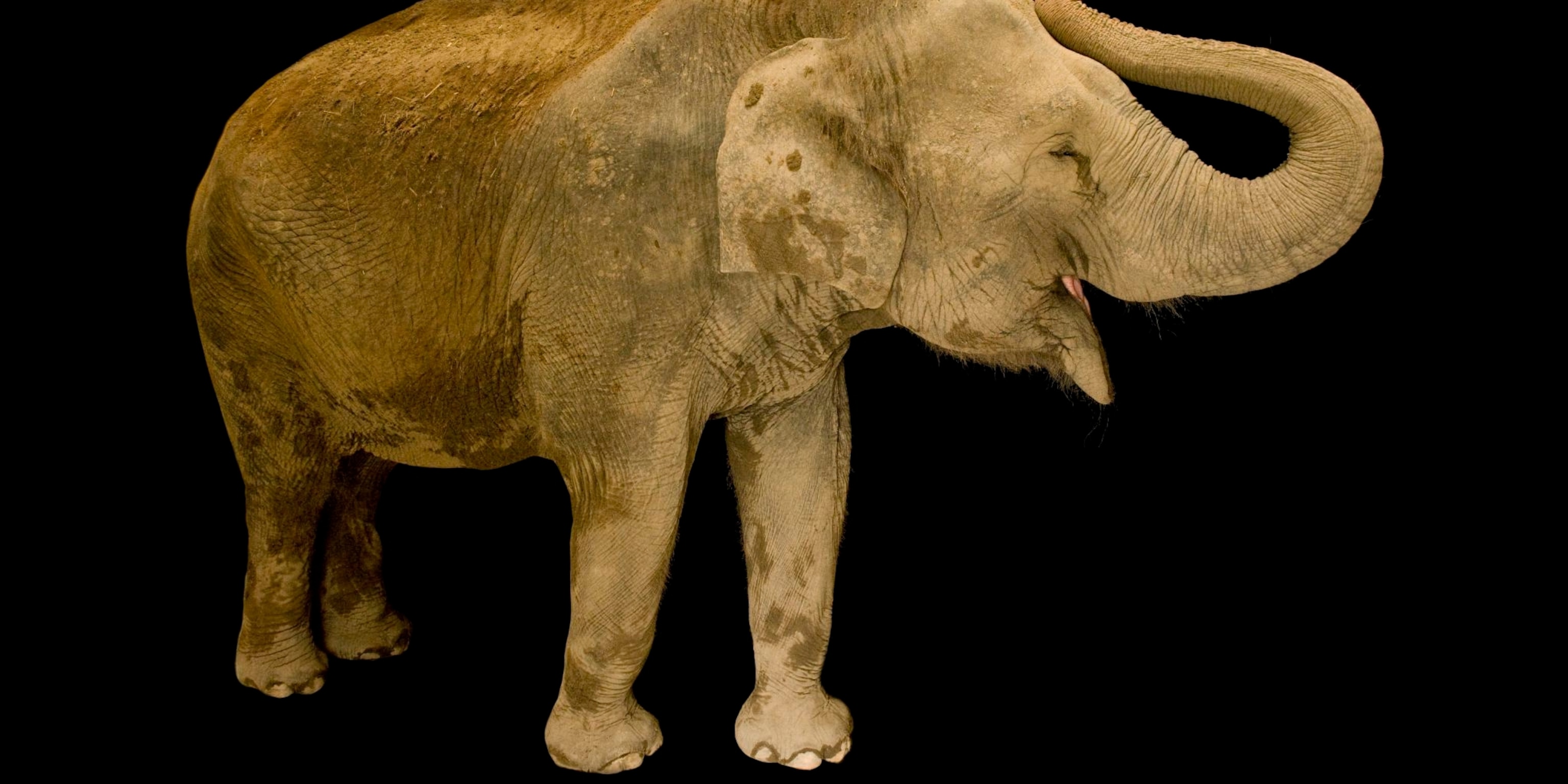 Detail Asian Elephant Image Nomer 54