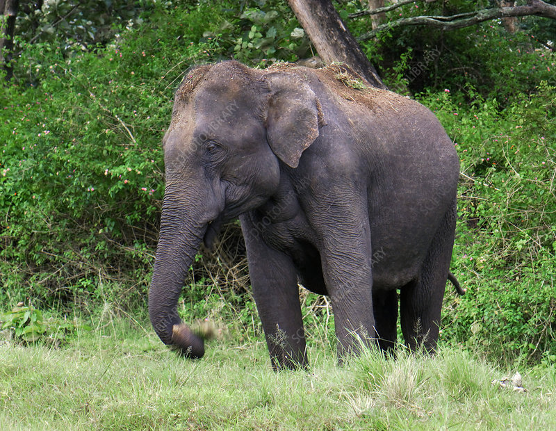 Detail Asian Elephant Image Nomer 56