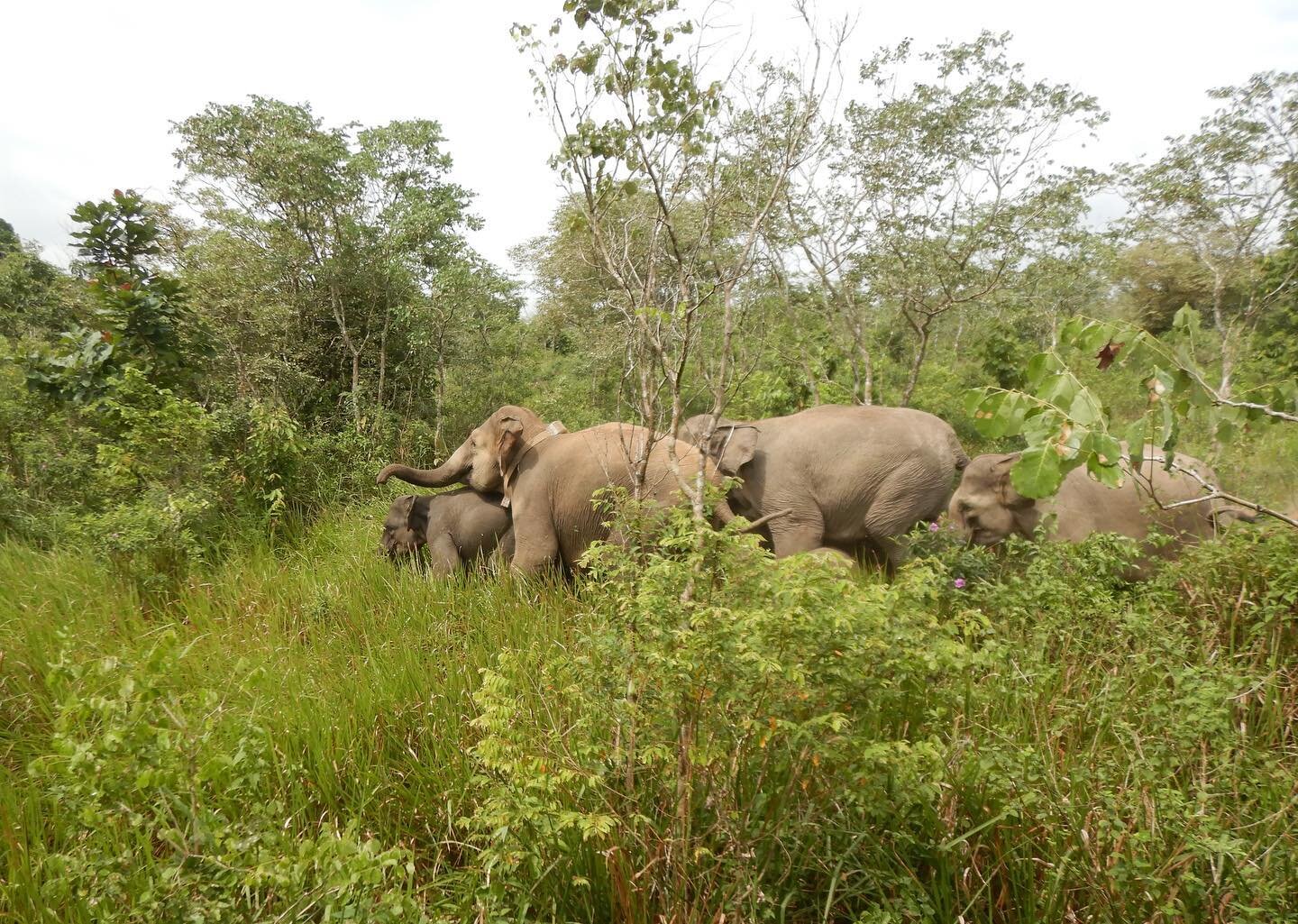 Detail Asian Elephant Image Nomer 57