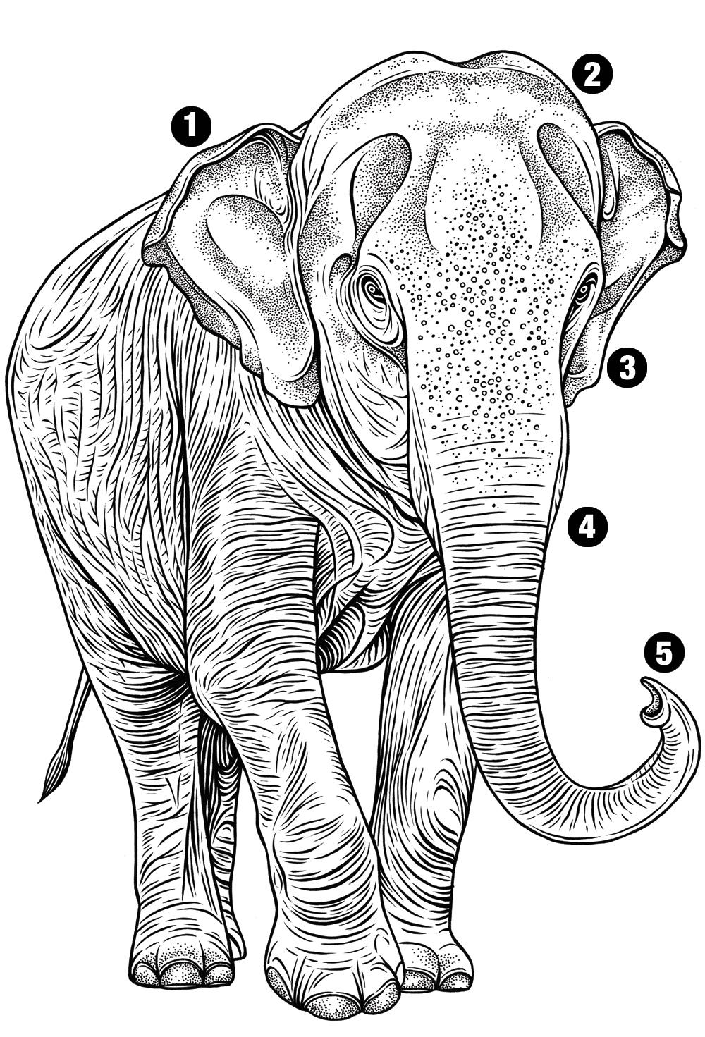 Detail Asian Elephant Image Nomer 58