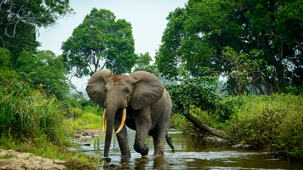 Detail Asian Elephant Image Nomer 7