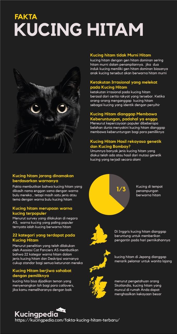 Detail Ask Pertanda Ada Kucing Hitam Masuk Rumah Nomer 3