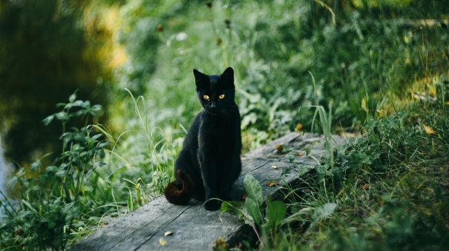 Detail Ask Pertanda Ada Kucing Hitam Masuk Rumah Nomer 31