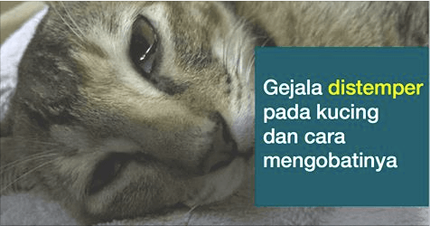 Detail Ask Pertanda Ada Kucing Hitam Masuk Rumah Nomer 47