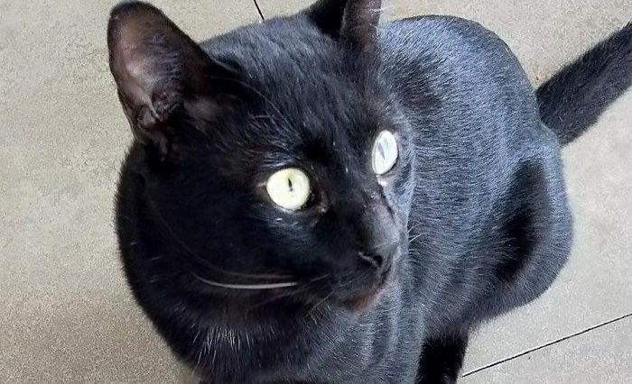 Detail Ask Pertanda Ada Kucing Hitam Masuk Rumah Nomer 8