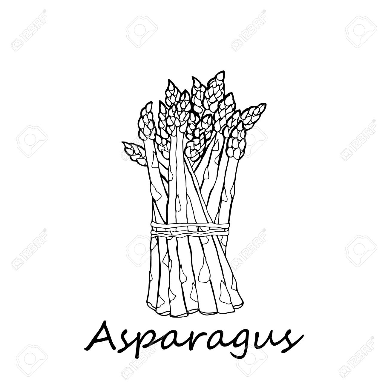 Detail Asparagus Clipart Nomer 48