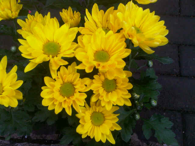 Detail Aster Kuning Nomer 2