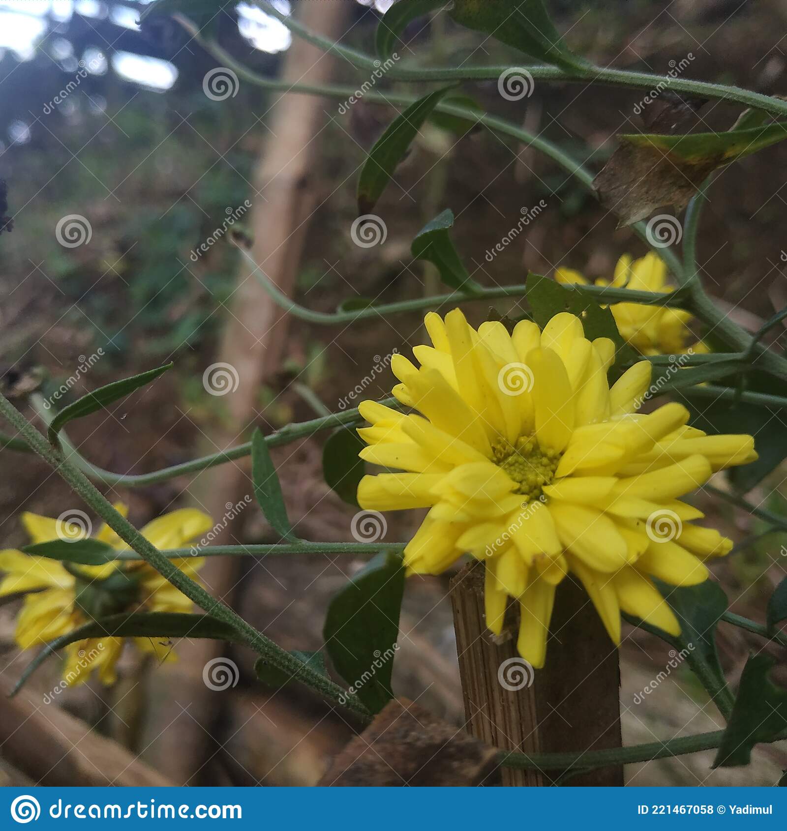 Detail Aster Kuning Nomer 11