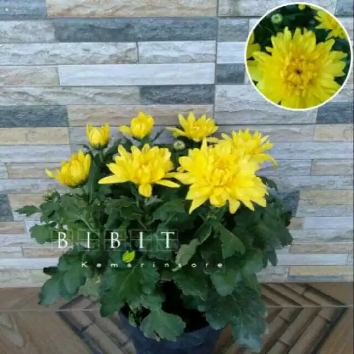 Detail Aster Kuning Nomer 12
