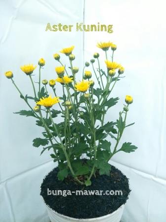 Detail Aster Kuning Nomer 14