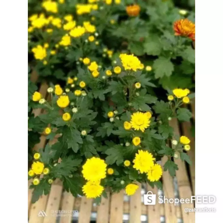 Detail Aster Kuning Nomer 16