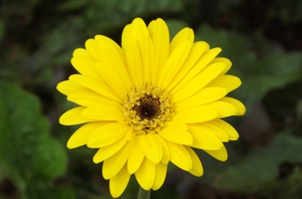 Detail Aster Kuning Nomer 4