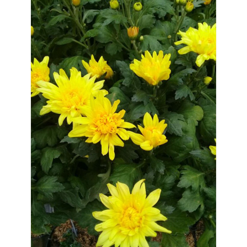 Detail Aster Kuning Nomer 31