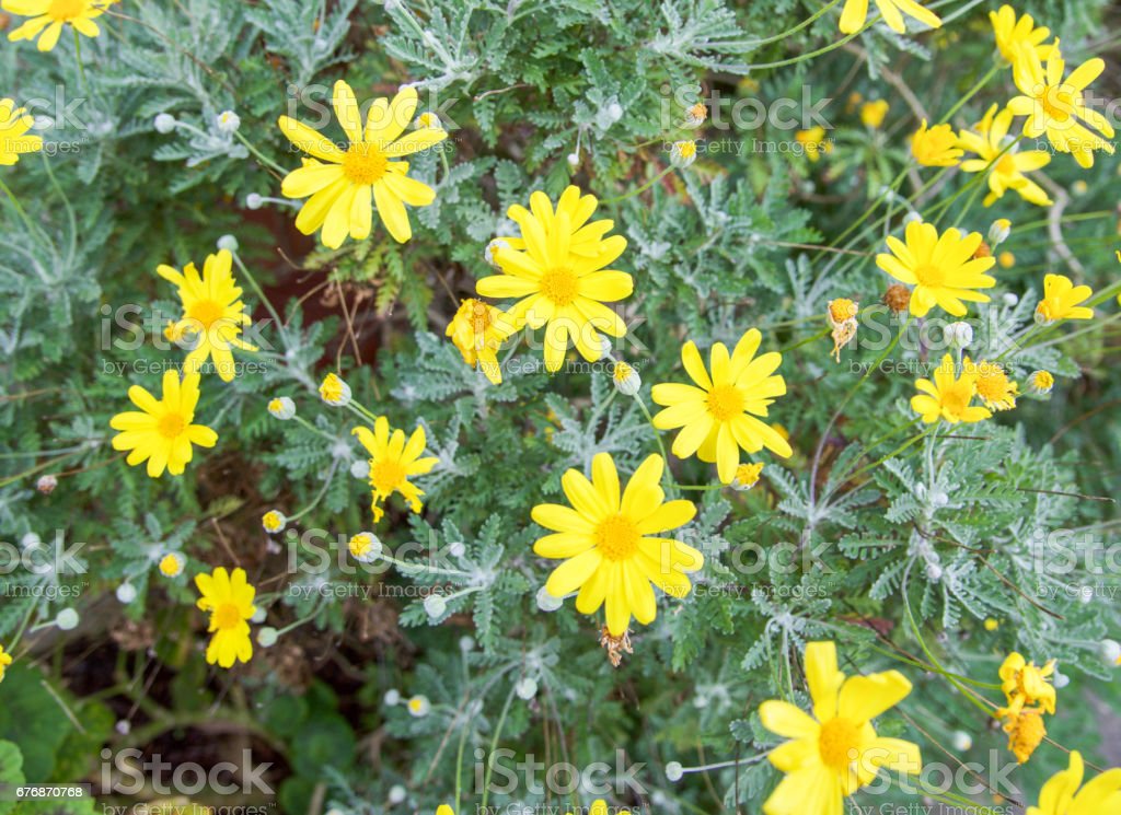 Detail Aster Kuning Nomer 32