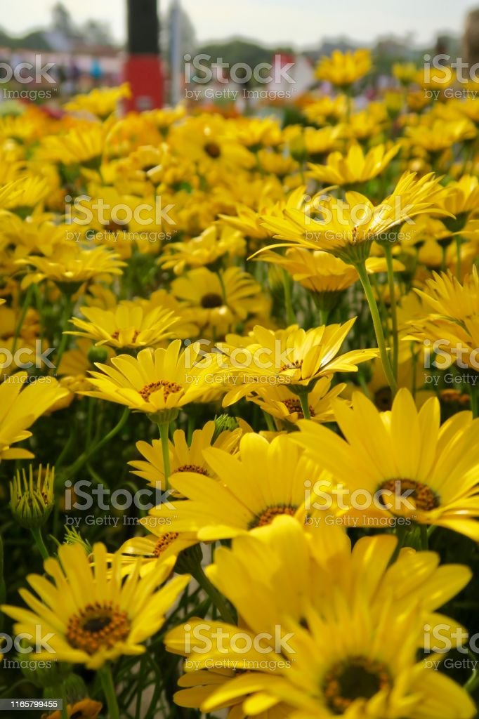 Detail Aster Kuning Nomer 33