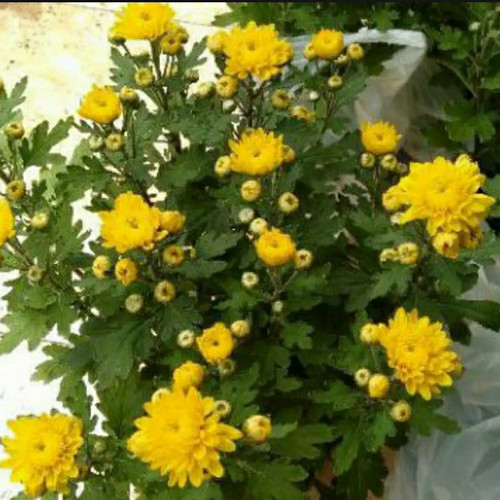 Detail Aster Kuning Nomer 35
