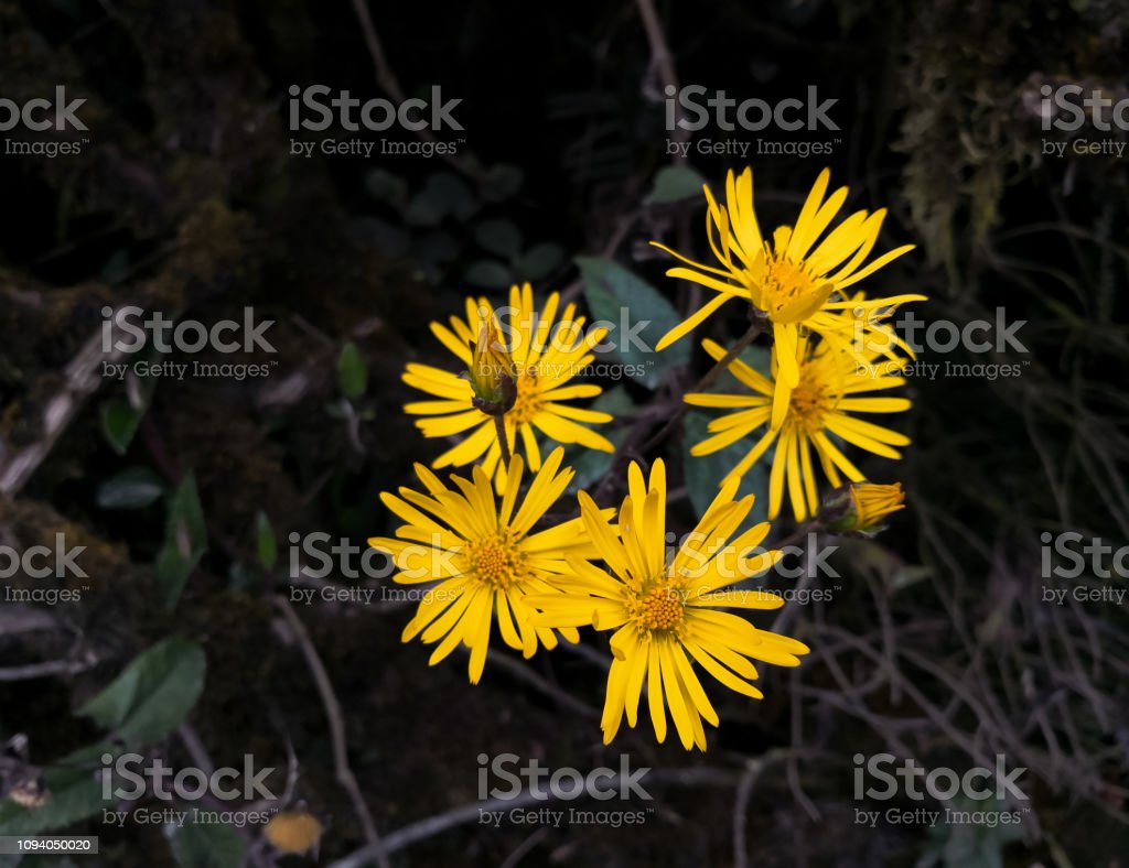 Detail Aster Kuning Nomer 43