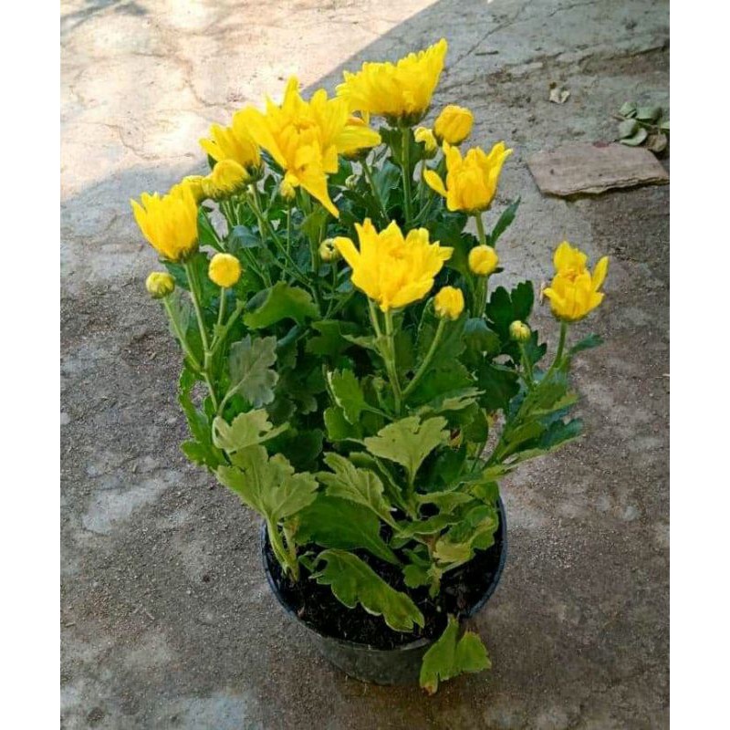 Detail Aster Kuning Nomer 45