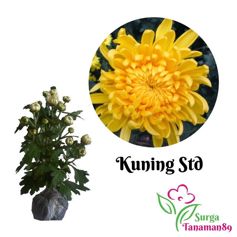 Download Aster Kuning Nomer 48