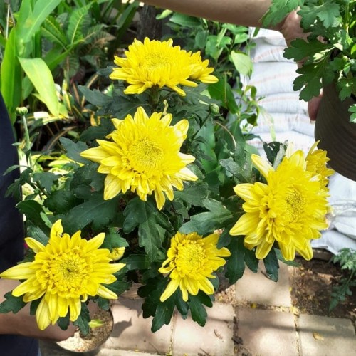 Detail Aster Kuning Nomer 6