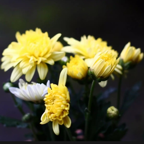 Detail Aster Kuning Nomer 51