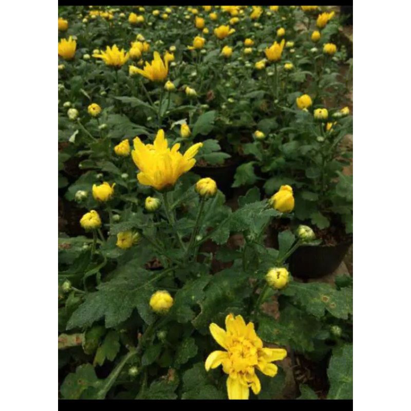 Detail Aster Kuning Nomer 52