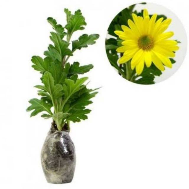 Detail Aster Kuning Nomer 54