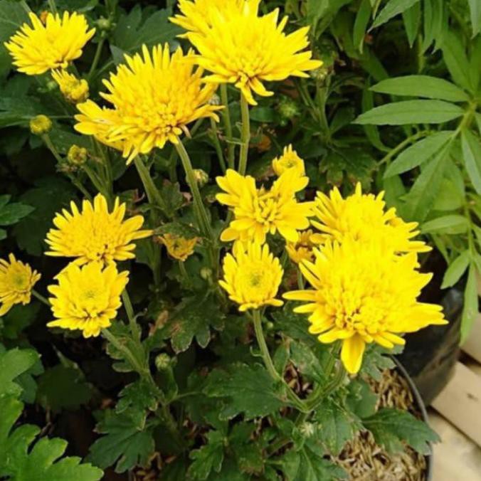 Detail Aster Kuning Nomer 55