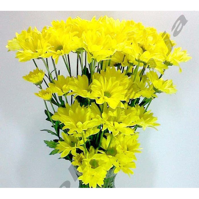 Detail Aster Kuning Nomer 10