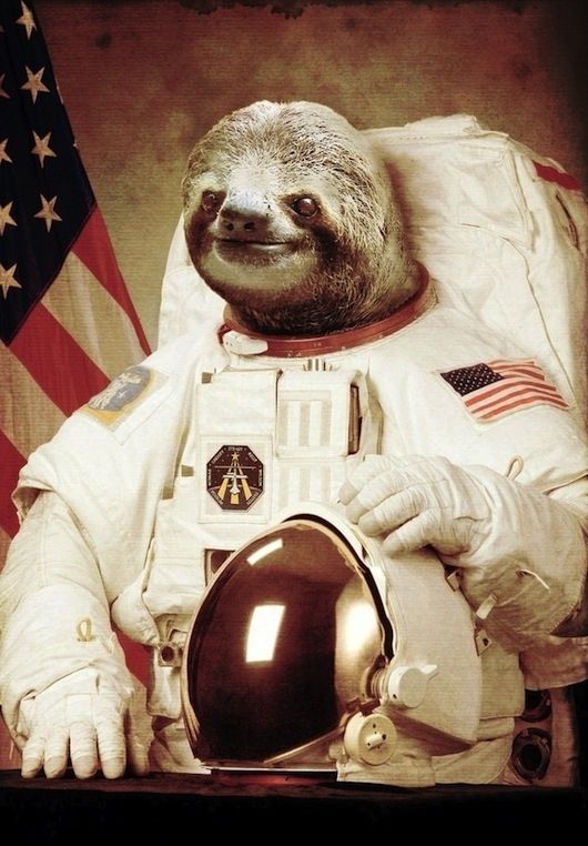 Detail Astronaut Sloth Meme Nomer 9