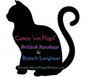 Detail Britisch Kurzhaar Katze Kostenlos Nomer 7