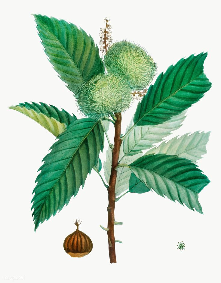 Chestnut Botanical Illustration - KibrisPDR