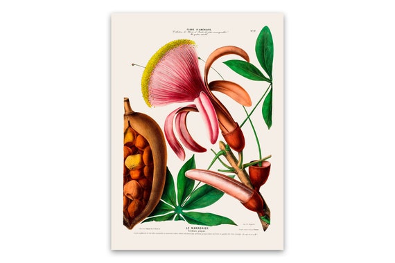 Detail Chestnut Botanical Illustration Nomer 9