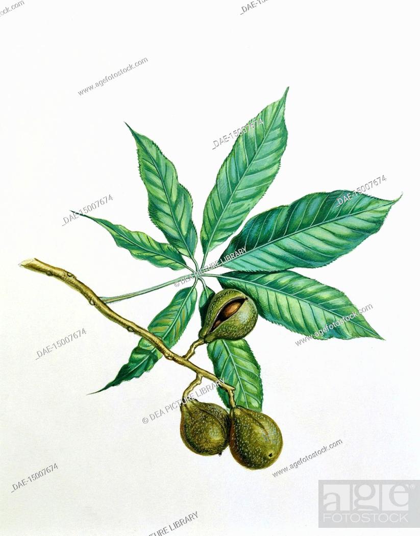 Detail Chestnut Botanical Illustration Nomer 10