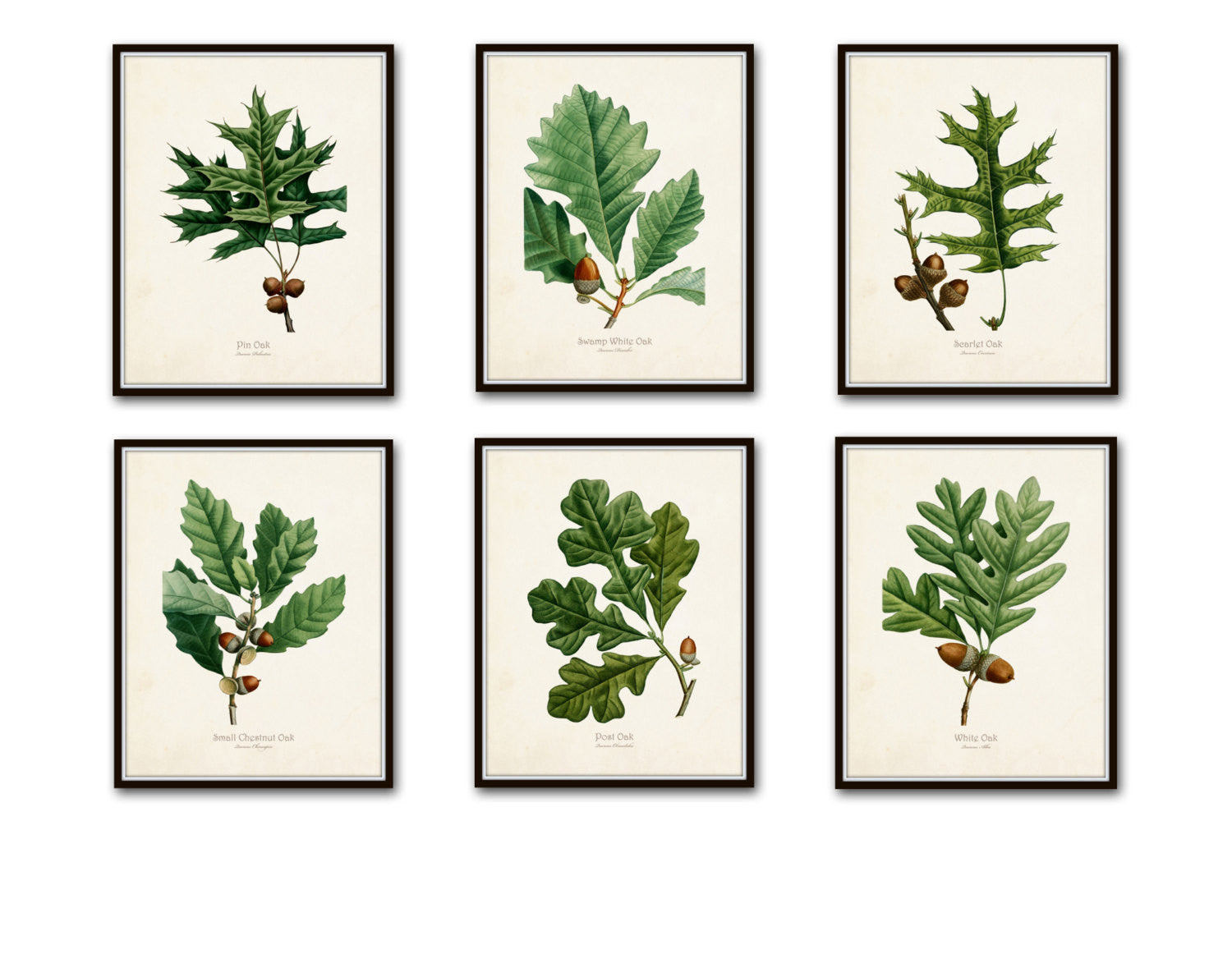 Detail Chestnut Botanical Illustration Nomer 11