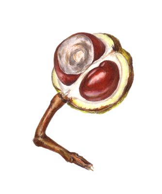 Detail Chestnut Botanical Illustration Nomer 12