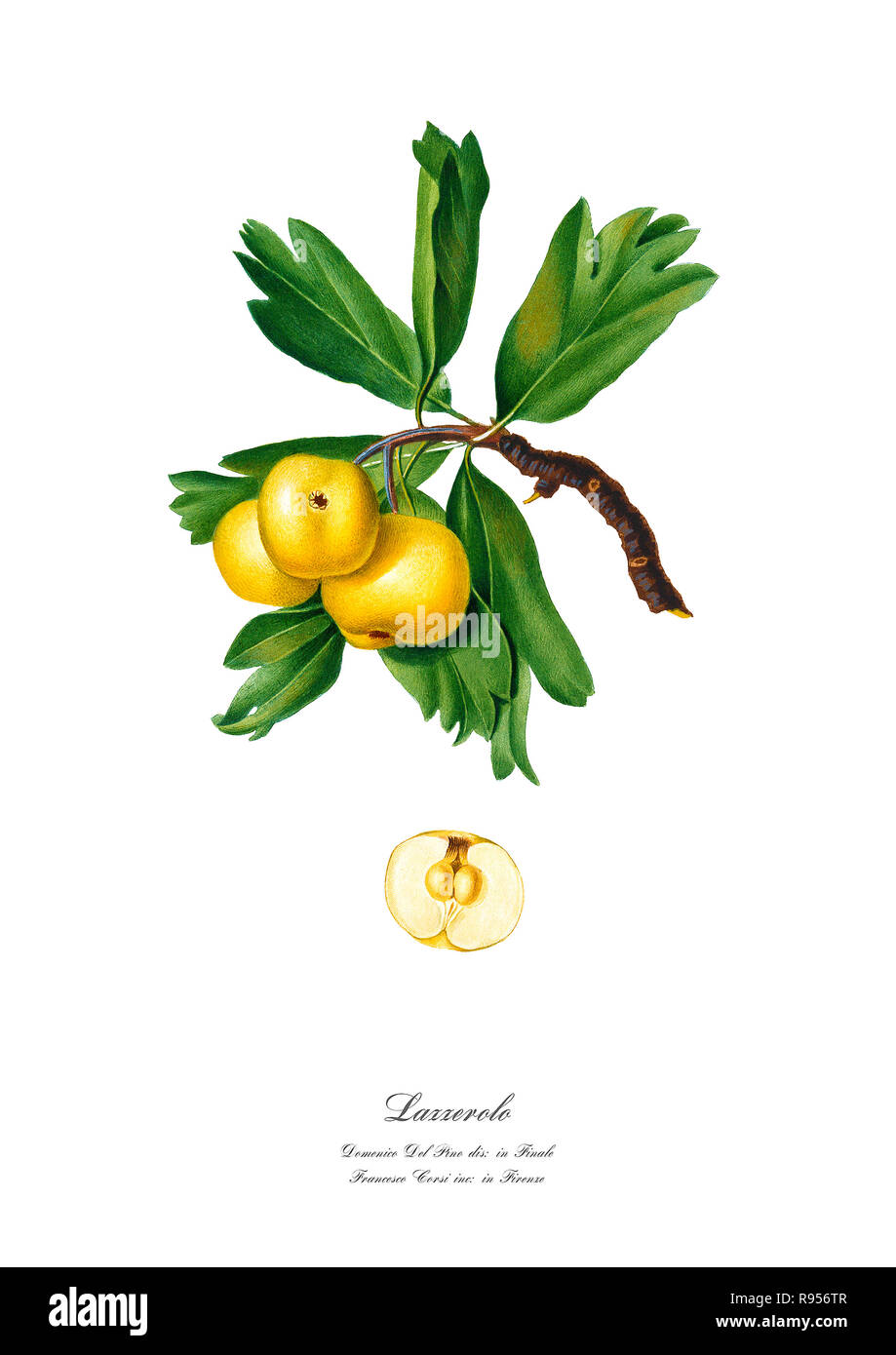 Detail Chestnut Botanical Illustration Nomer 13