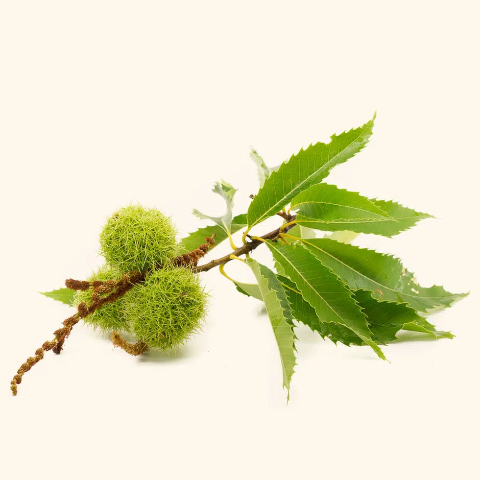 Detail Chestnut Botanical Illustration Nomer 14