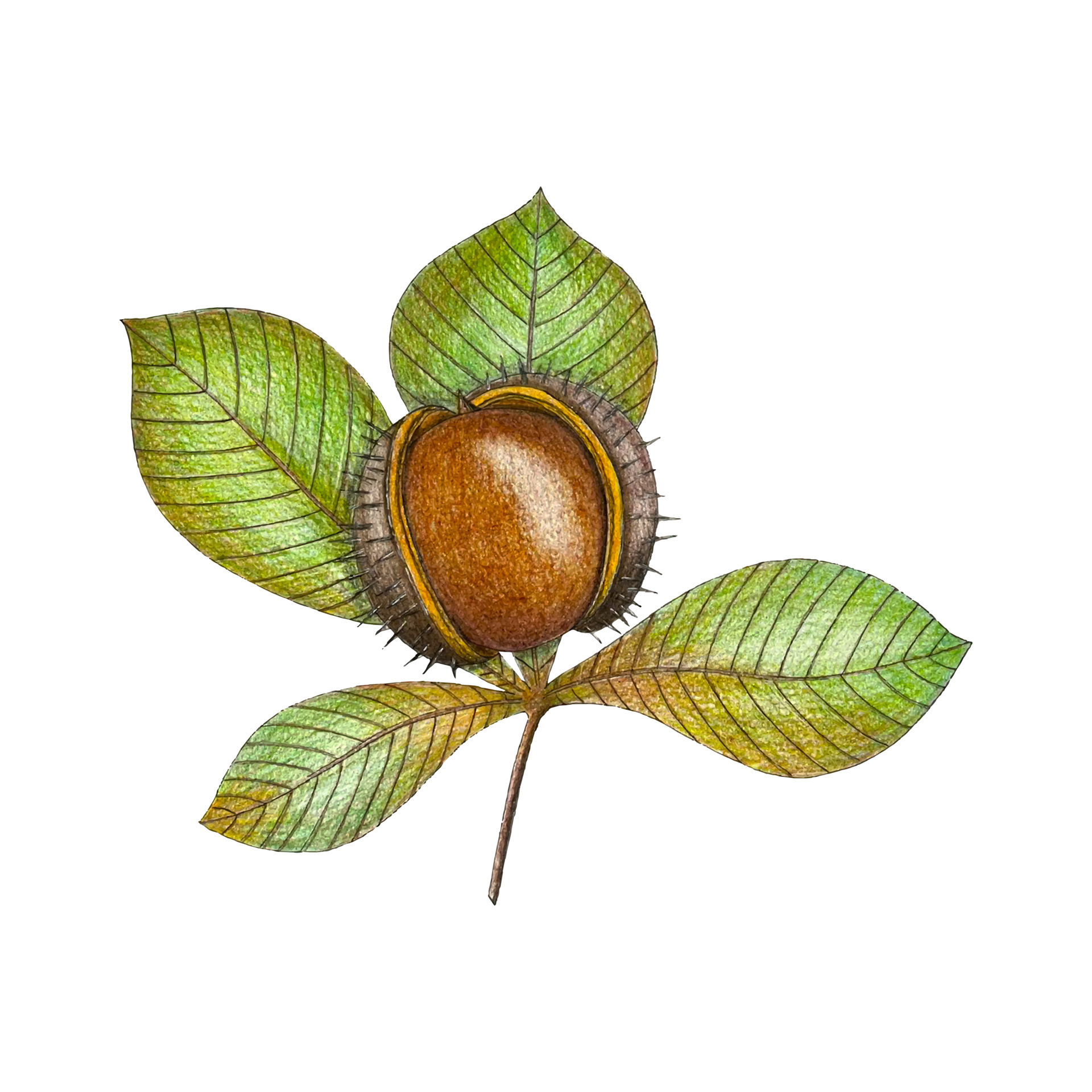 Detail Chestnut Botanical Illustration Nomer 15
