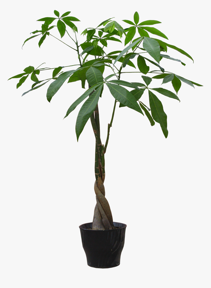 Detail Chestnut Botanical Illustration Nomer 16