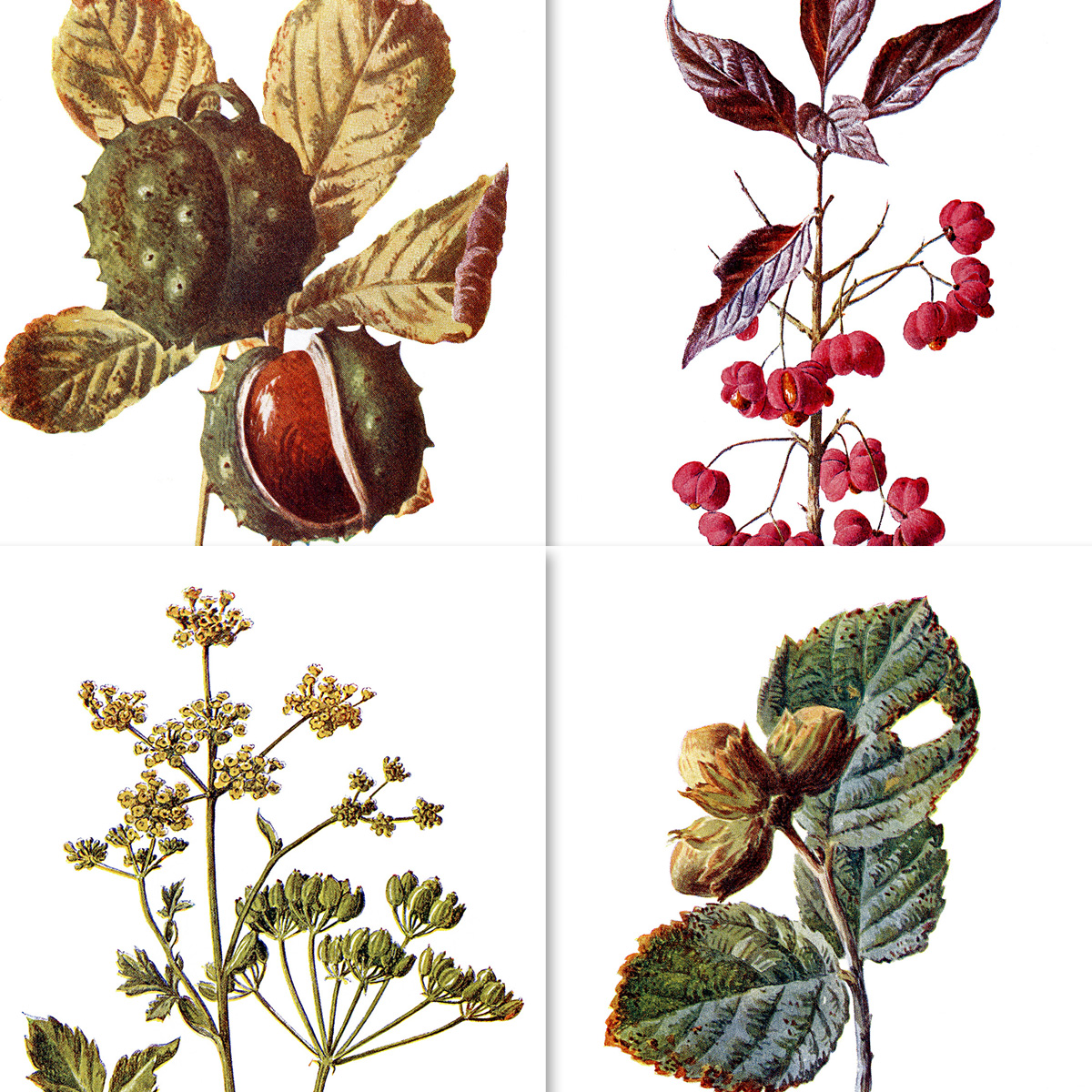 Detail Chestnut Botanical Illustration Nomer 2