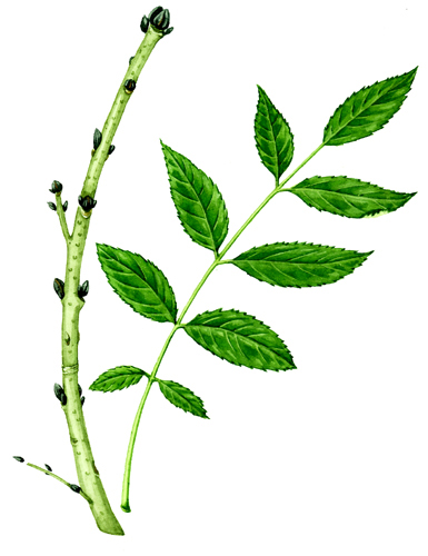 Detail Chestnut Botanical Illustration Nomer 17