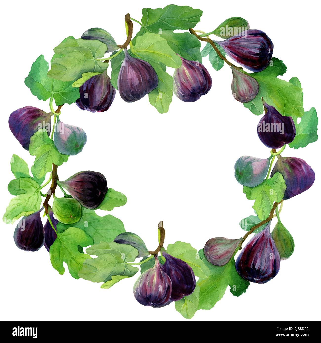 Detail Chestnut Botanical Illustration Nomer 18